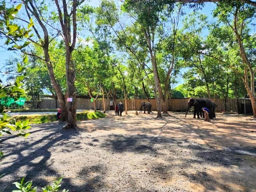 Phuket City Tour with Night Market Visit & Elephant Feeding - What the $64 price really covers