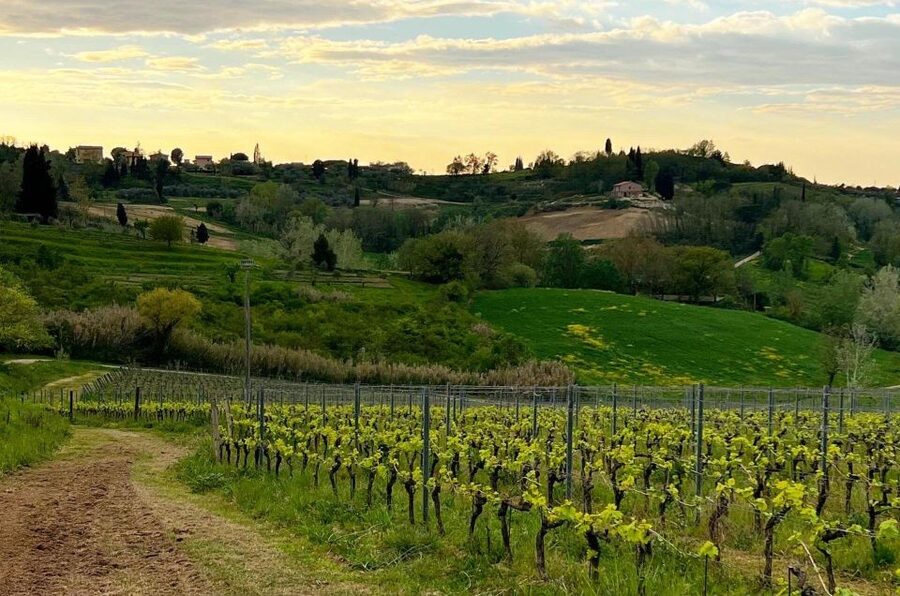 Pisa: Winery Tour and Wine Tasting with Local Food Pairing - Walking the vines between harvests