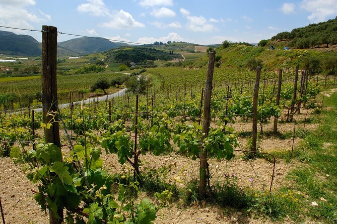 Premium Cretan Olive Oil Tasting, Wine, Raki and Local Food Tour - Kounavi winery and five guided wines