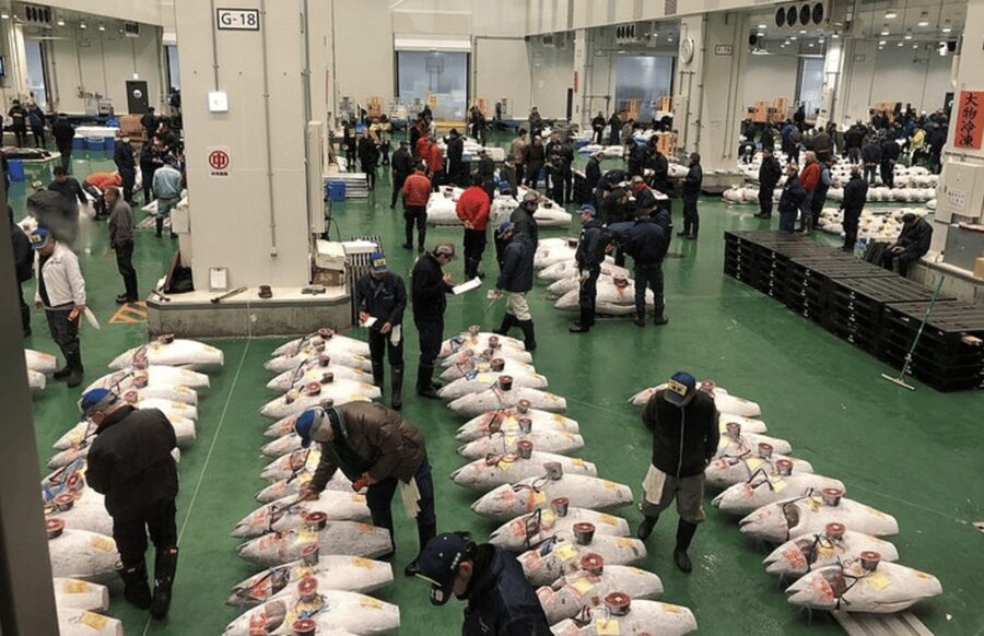Private Toyosu & Tsukiji Market Adventure with Tuna Auction - Why the tuna auction is worth the early alarm