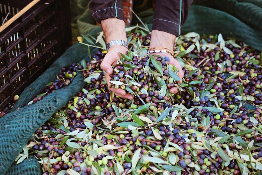 San Felice: Olive Oil Tasting with local food on Garda Hills - Booking details that can save you trouble