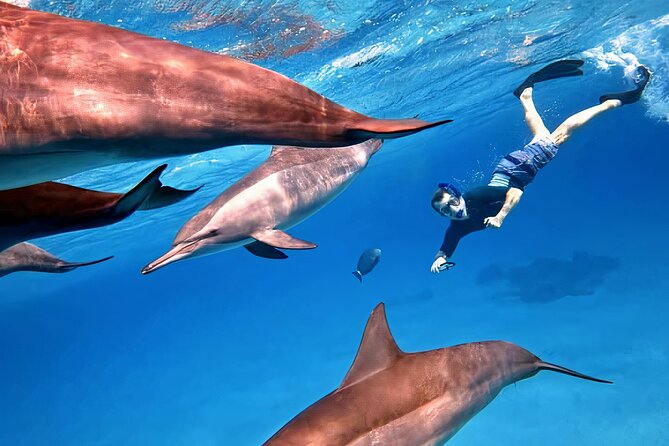 Sataya Dolphin House Snorkel Trip - Marsa Alam - The Early Start and Road Transfer