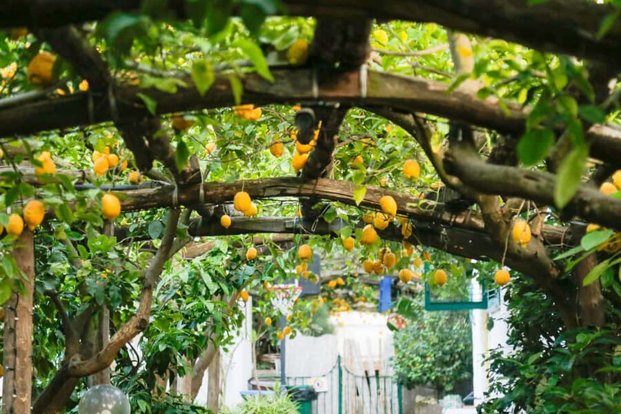 Sorrento: Guided Walking Tour & Street Food Experience - San Francesco Cloister and the quieter side of town