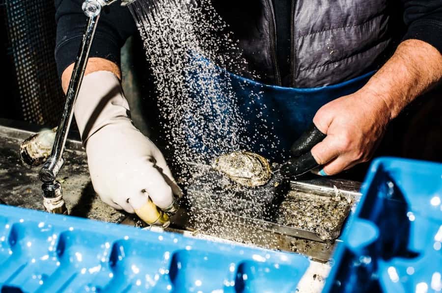 Sydney: Fish Market Food Tour - Seven tastings, with the season setting the menu