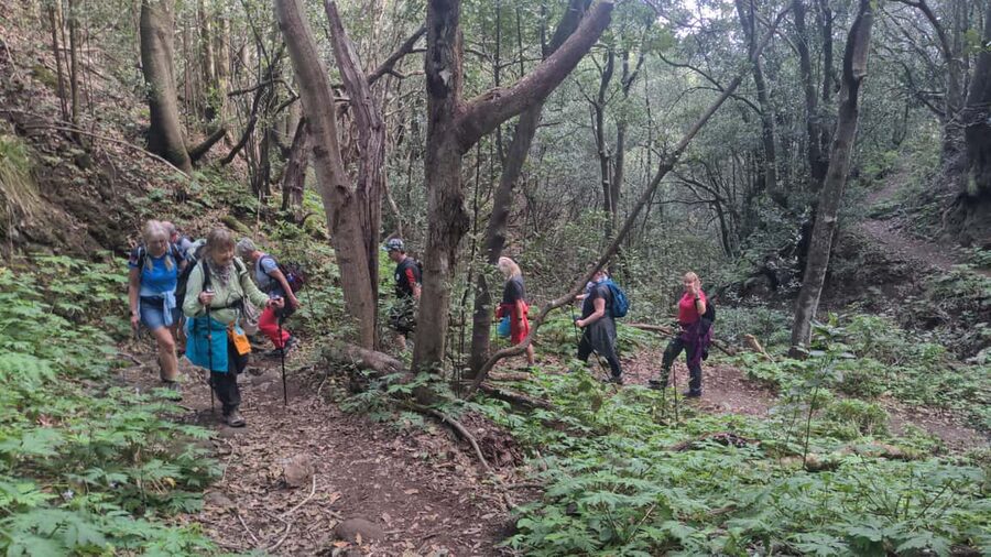 Tenerife: Panoramic Laurel Forest Guided Hike and local food - Walking through Anaga’s laurel forest