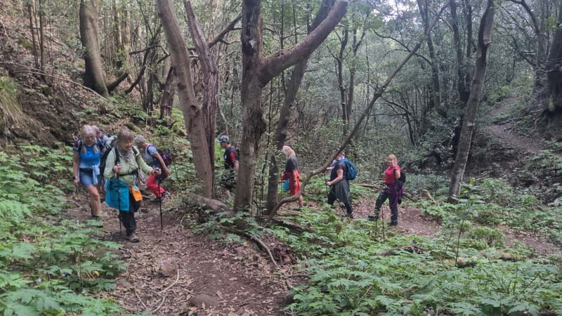 Tenerife: Panoramic Laurel Forest Guided Hike and local food - What to pack for the four-hour outing