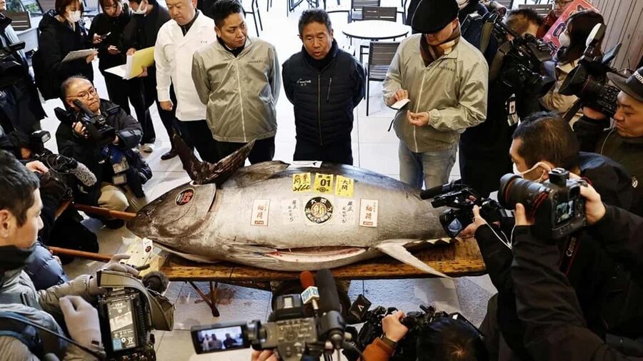 Tokyo: Toyosu Tuna Auction &Tsukiji Market Gourmet Adventure - Why the tuna auction is worth the early alarm