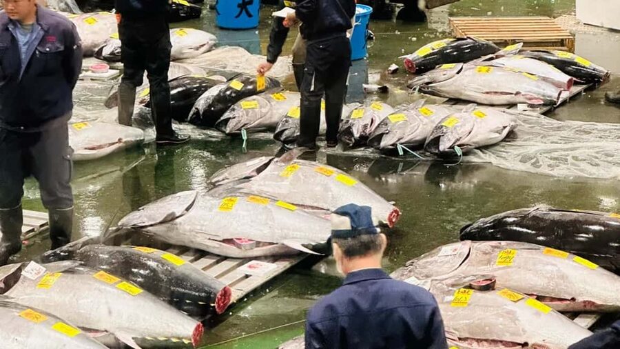 Tokyo: Toyosu Tuna Auction &Tsukiji Market Gourmet Adventure - The 1st-floor viewing lottery: a useful extra, not a promise