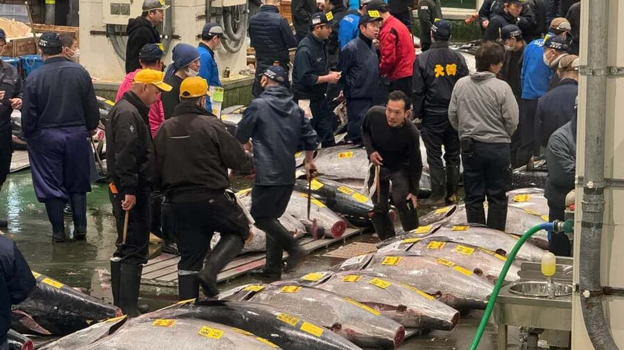 Tokyo: Toyosu Tuna Auction &Tsukiji Market Gourmet Adventure - A short look behind Toyosu’s seafood supply chain