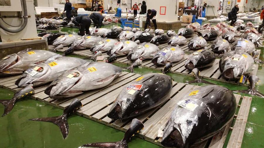 Tokyo: Toyosu Tuna Auction &Tsukiji Market Gourmet Adventure - Toyosu at 5:00 AM: what the first hour feels like