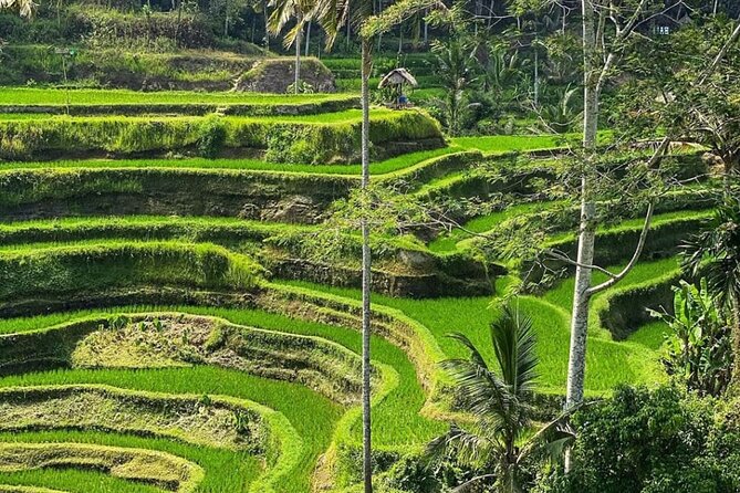 Ubud Day Tour : Waterfall, Temple and Local Night Market Tour - Reading the terraces at Tegalalang
